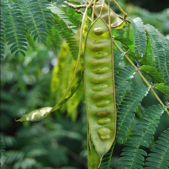 Mimosa Tree 25 Seeds - Picture 7 of 8
